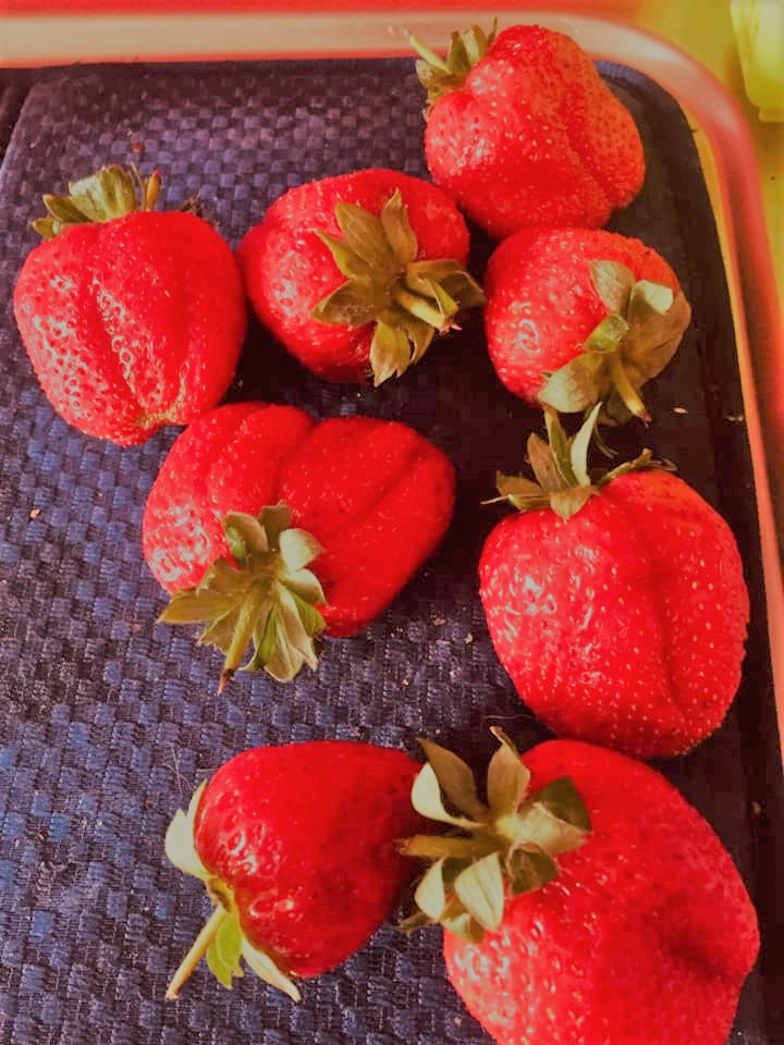 83304217_10219266429506593_1125010309100968717_n